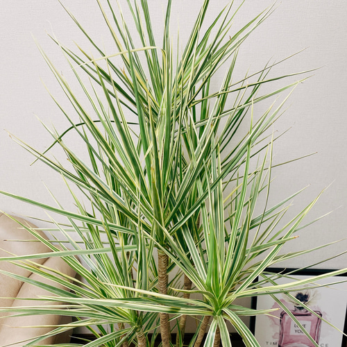 現品　ドラセナ　コンシンネ　ホワイボリー　4番　観葉植物　特大　インテリア　室内 現品］ドラセナ コンシンネ ホワイボリー 8号 観葉植物 室内