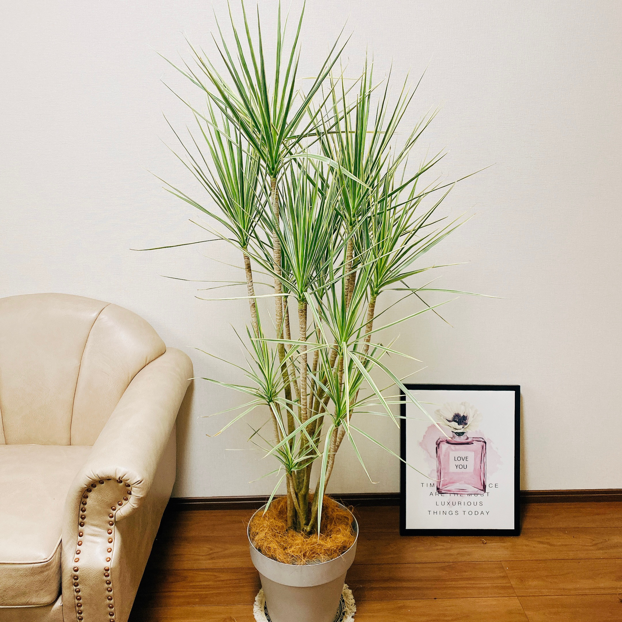 現品　ドラセナ　コンシンネ　ホワイボリー　1番　観葉植物　特大　インテリア　室内 現品 ドラセナ コンシンネ ホワイボリー 1番 観葉植物 特大