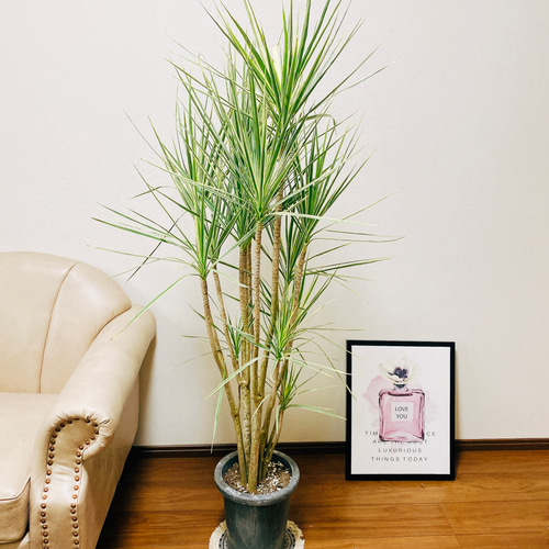 現品　ドラセナ　コンシンネ　ホワイボリー　4番　観葉植物　特大　インテリア　室内 現品 ドラセナ コンシンネ ホワイボリー 4番 観葉植物 特大