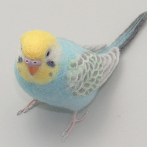 ◆インコ◆ Parakeet] New record high⁉️ Lots of pin feathers generated