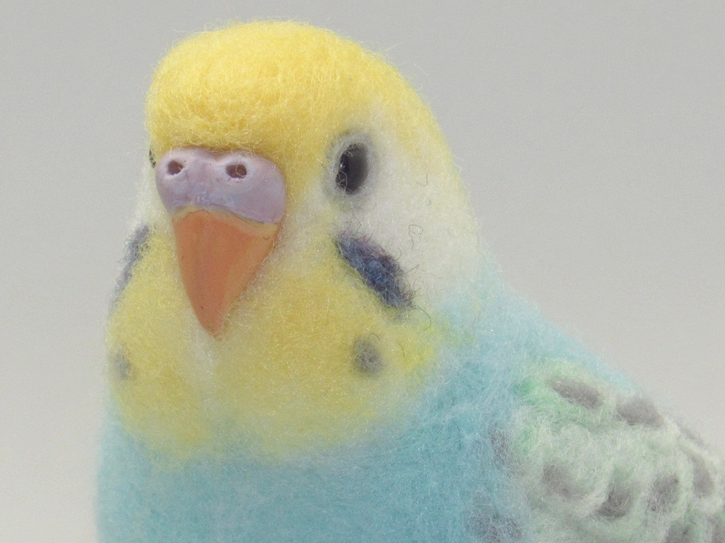 楽天市場】ことり御屋 ノート セキセイ インコ 234A0202