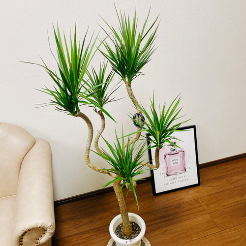 最旬ダウン 7号 龍 コンシンネ 現品］ドラセナ 観葉植物 プラ鉢 室内 大型 その他観葉植物