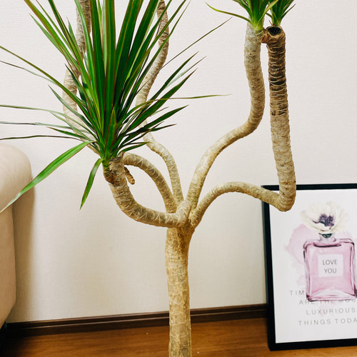 現品］ドラセナ コンシンネ 龍 7号 観葉植物 大型 室内 プラ鉢