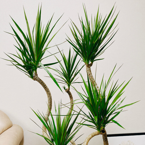 現品］ドラセナ コンシンネ 龍 7号 観葉植物 大型 室内 プラ鉢