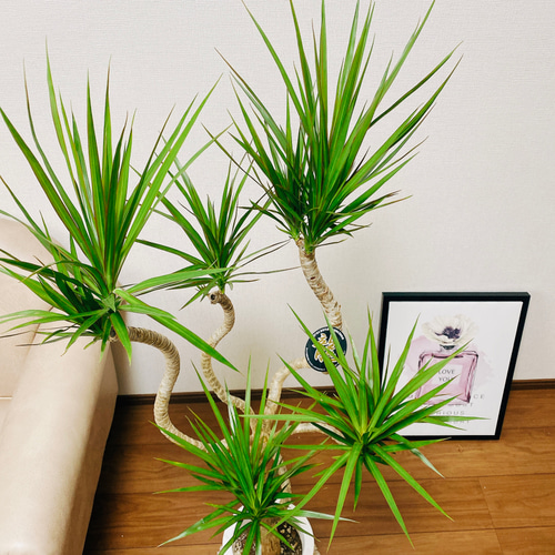 現品］ドラセナ コンシンネ 龍 7号 観葉植物 大型 室内 プラ鉢