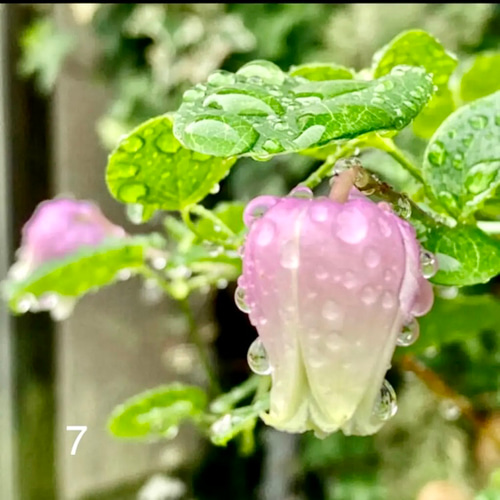 ヴィオルナ系壺型クレマチス 多肉植物 植花夢 通販 16527396