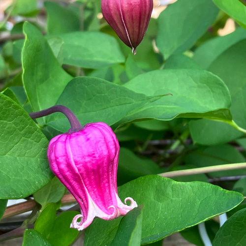ヴィオルナ系壺型クレマチス 多肉植物 植花夢 通販 16527396