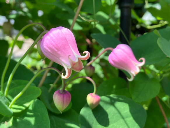ヴィオルナ系壺型クレマチス 多肉植物 植花夢 通販 16527396 ヴィオルナ系壺型クレマチス 多肉植物 植花夢 通販 16527396
