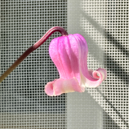 クレマチス　ヴィオルナ系　2鉢 28972_1.jpg