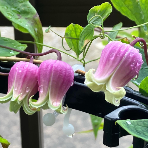 ヴィオルナ系壺型クレマチス 多肉植物 植花夢 通販 16527396｜Creema