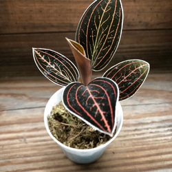 ブラッドヴェッセル♡キラキラ光る葉脈♡ジュエルオーキッド