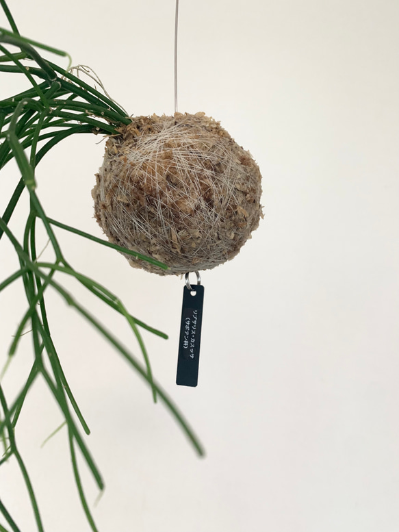 思いをメッセージに込めて！空飛ぶ植物 ☆彡 苔玉ハンギンググリーン  リプサリス・カスッサ 3枚目の画像