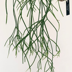 思いをメッセージに込めて！空飛ぶ植物 ☆彡 苔玉ハンギンググリーン  リプサリス・カスッサ 2枚目の画像