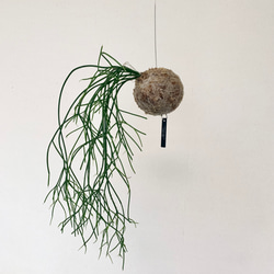 思いをメッセージに込めて！空飛ぶ植物 ☆彡 苔玉ハンギンググリーン  リプサリス・カスッサ 1枚目の画像