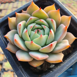 レモンローズ錦 美斑入り 激レア高級多肉植物 エケベリア 超美苗 韓国