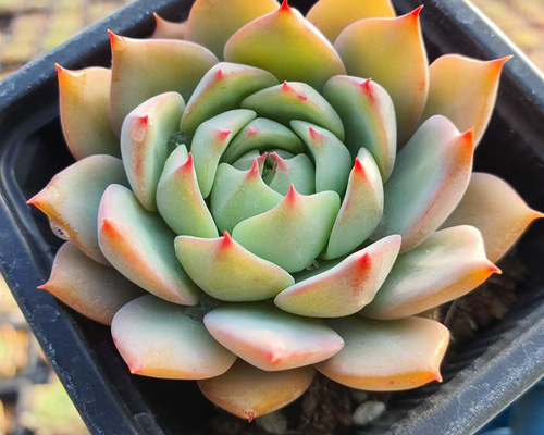 36b44033623bb894a2824e9edc1e45