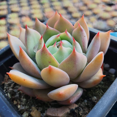 キャラリアン エケベリア 激レア高級多肉植物 超美苗 韓国苗