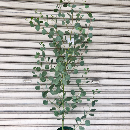ユーカリ ポポラス Pot Ceramic ポポラス（ポリアンセモス） 6号 ユーカリ 観葉植物 常緑樹