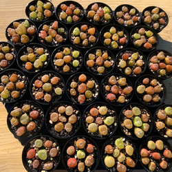 633.多肉植物 寄せ植え コノフィツム マウガニー（7個セット）ミニ　可愛い 2枚目の画像