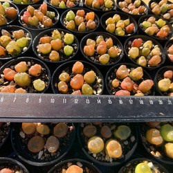 633.多肉植物 寄せ植え コノフィツム マウガニー（7個セット）ミニ　可愛い 3枚目の画像