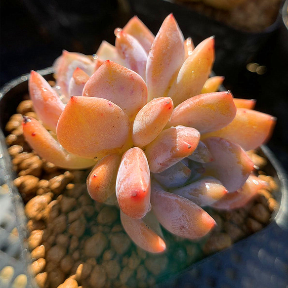 多肉植物エケベリア オレンジモンロー2頭