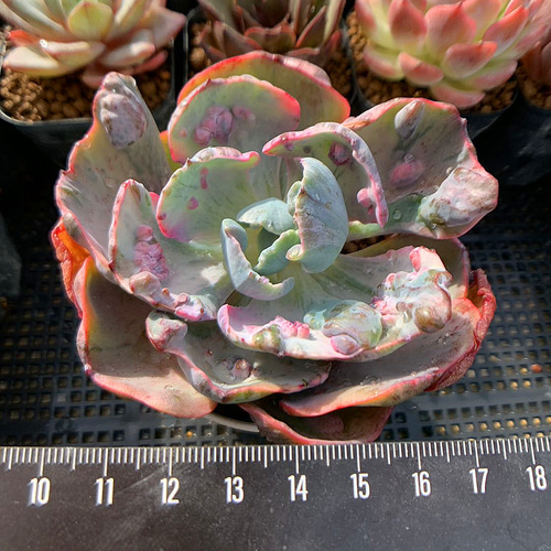 642.多肉植物 寄せ植え エケベリア属 マーベル錦 特特大 抜き苗 アート