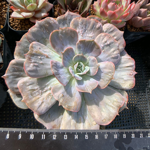 642.多肉植物 寄せ植え エケベリア属 マーベル錦 特特大 抜き苗 アート