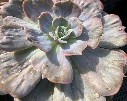 多肉植物　マーベル錦　抜き苗　✨美苗✨ 今日の苗 #マーベル錦 錦といえば緑と白の2色を思い浮かべますが、この