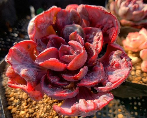 多肉植物　センセーション錦　リヤド錦 多肉植物 センセーション錦 リヤド錦 - メルカリ