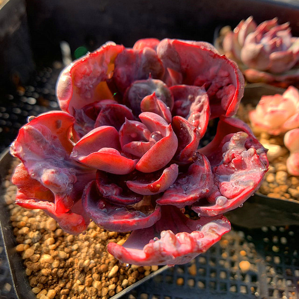 農園直売 多肉植物 観葉植物 エケベリア属 ビヨンセ虹錦 レイン