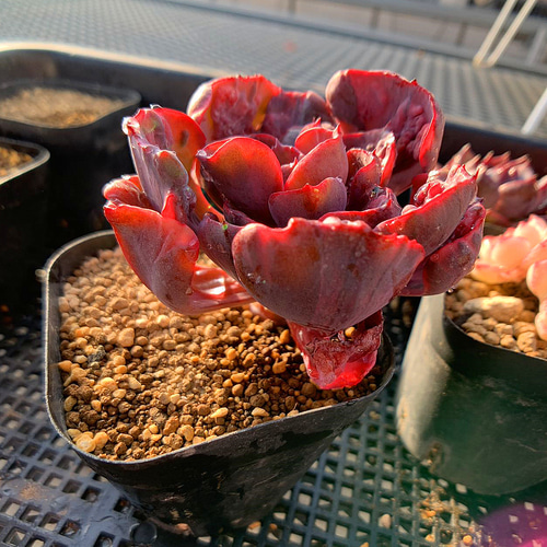 農園直売 多肉植物 観葉植物 エケベリア属 ビヨンセ虹錦 レイン