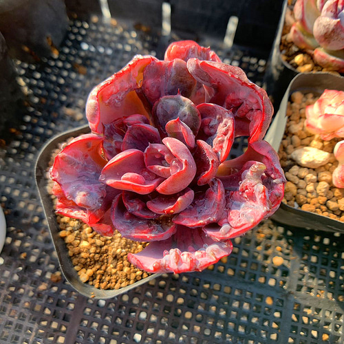 農園直売 多肉植物 観葉植物 エケベリア属 ビヨンセ虹錦 レイン