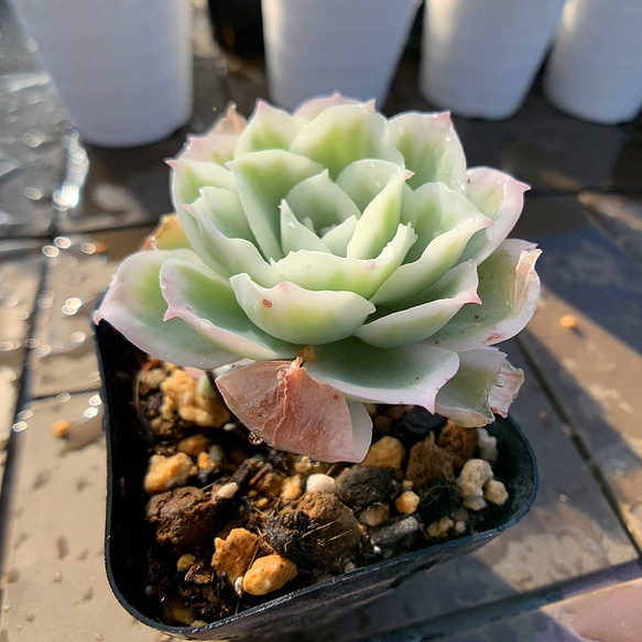 農園直売 多肉植物 寄せ植え エケベリア属 レモンローズ錦（単） 抜き