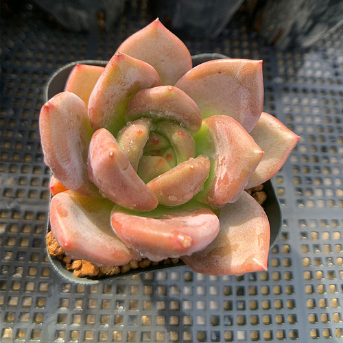 645.多肉植物 寄せ植え エケベリア属 雪花シャンペン(単) 美苗 抜き苗