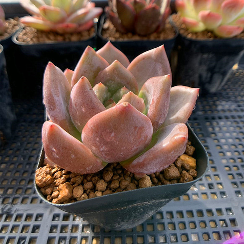 645.多肉植物 寄せ植え エケベリア属 雪花シャンペン(単) 美苗 抜き苗