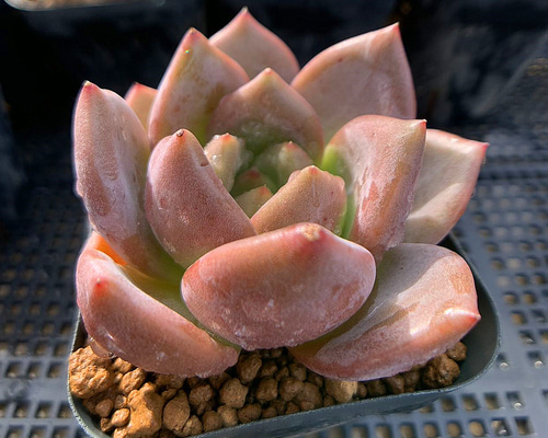 645.多肉植物 寄せ植え エケベリア属 雪花シャンペン(単) 美苗 抜き苗