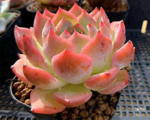 129. 多肉植物 キャラリアン 830円【抜き苗