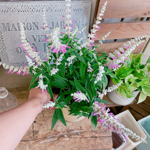 ラスト！毎年楽しめる多年草♡【ピンクアメジスト】サルビアレウカンサ