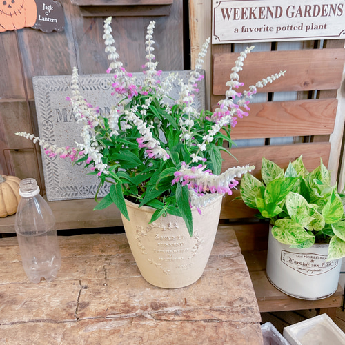 ラスト！毎年楽しめる多年草♡【ピンクアメジスト】サルビアレウカンサ