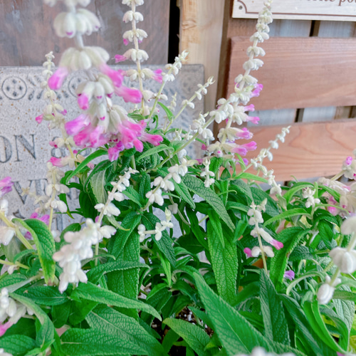 ラスト！毎年楽しめる多年草♡【ピンクアメジスト】サルビアレウカンサ