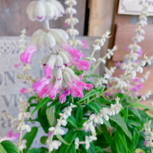 ラスト！毎年楽しめる多年草♡【ピンクアメジスト】サルビアレウカンサ