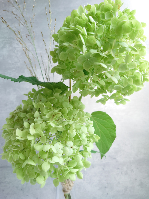 Greenアナベルmini＆パニカムSimple bouquet【bouquet】受注製作 2枚目の画像