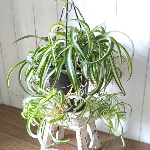 エミ様ご注文分！【特別価格】オリヅルラン＊ボニー カールが可愛い