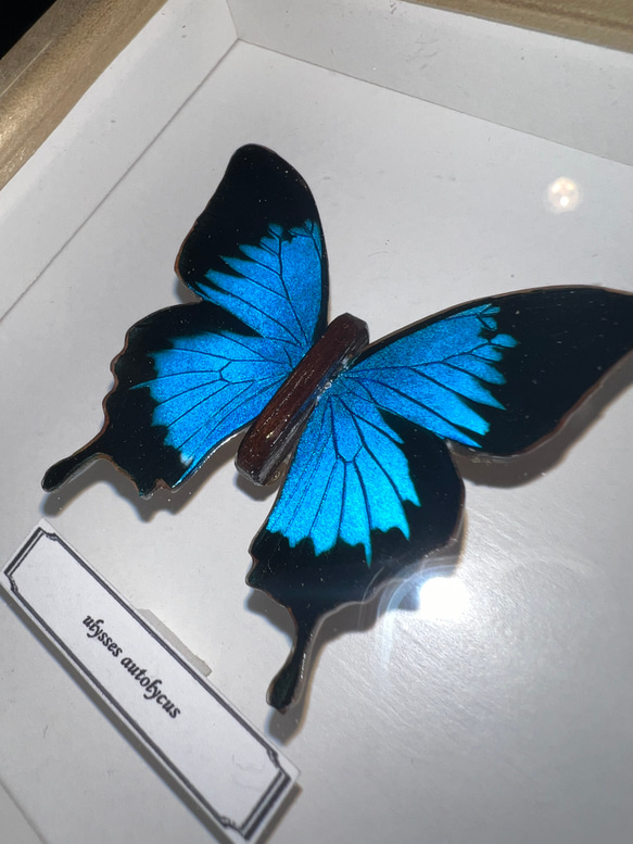 木製蝶々標本ブローチ【オオルリアゲハ】 1枚目の画像