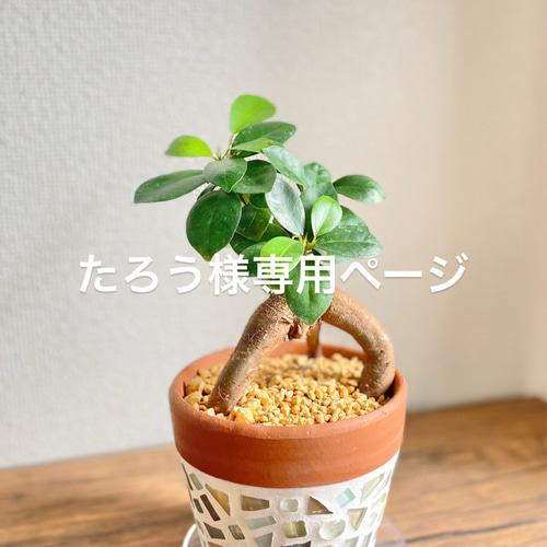 現品限り】【オーダーメイド】ガジュマル◇観葉植物◇ジュエリー