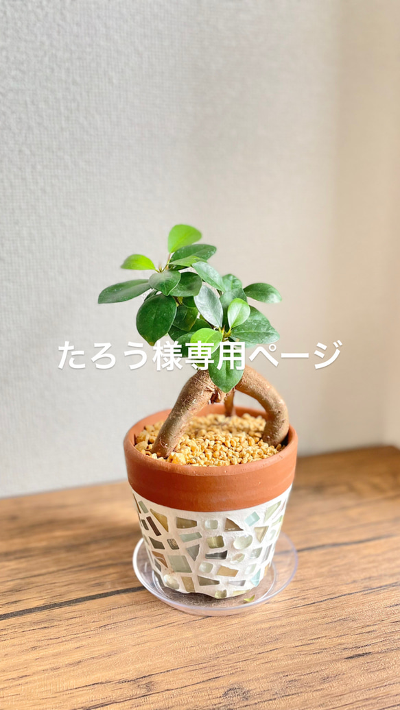 がじゅまる様 専用 まとめ売り 【公式通販】