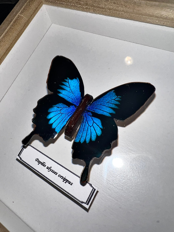 木製蝶々標本ブローチ【オオルリアゲハ】 1枚目の画像