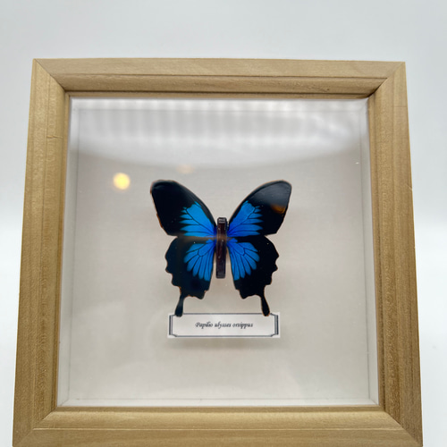 木製蝶々標本ブローチ【オオルリアゲハ】 ブローチ 平田製作所 通販