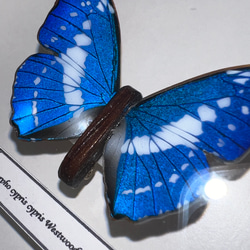 木製蝶々標本ブローチ【キプリスモルフォ】 2枚目の画像