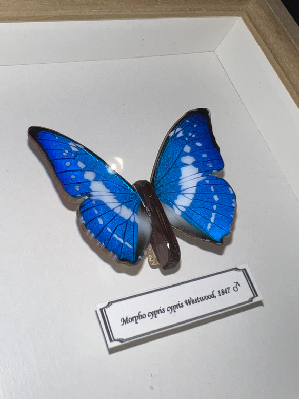 木製蝶々標本ブローチ【キプリスモルフォ】 3枚目の画像